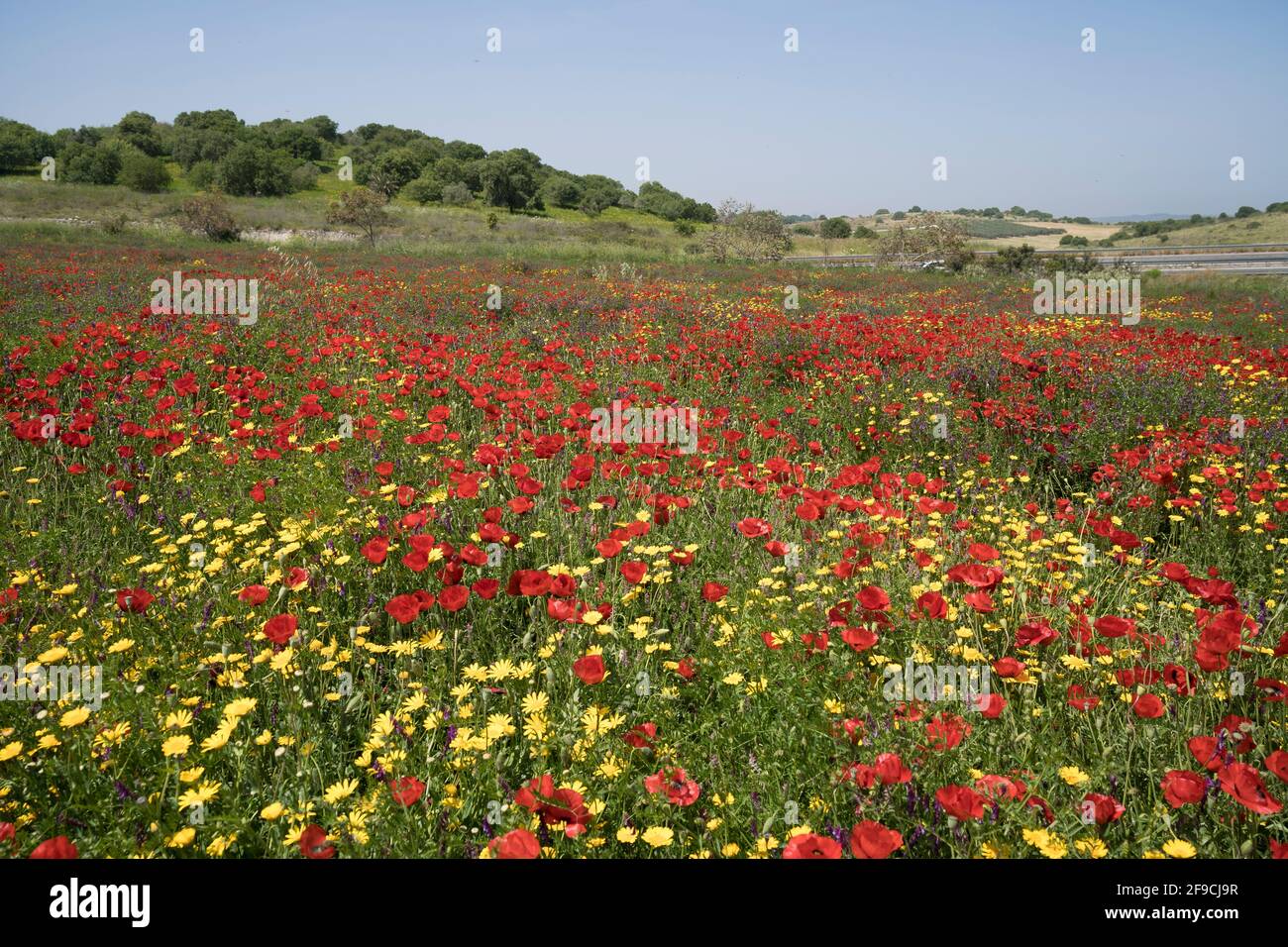 Spring blooms in the Menashe Mountains Stock Photo