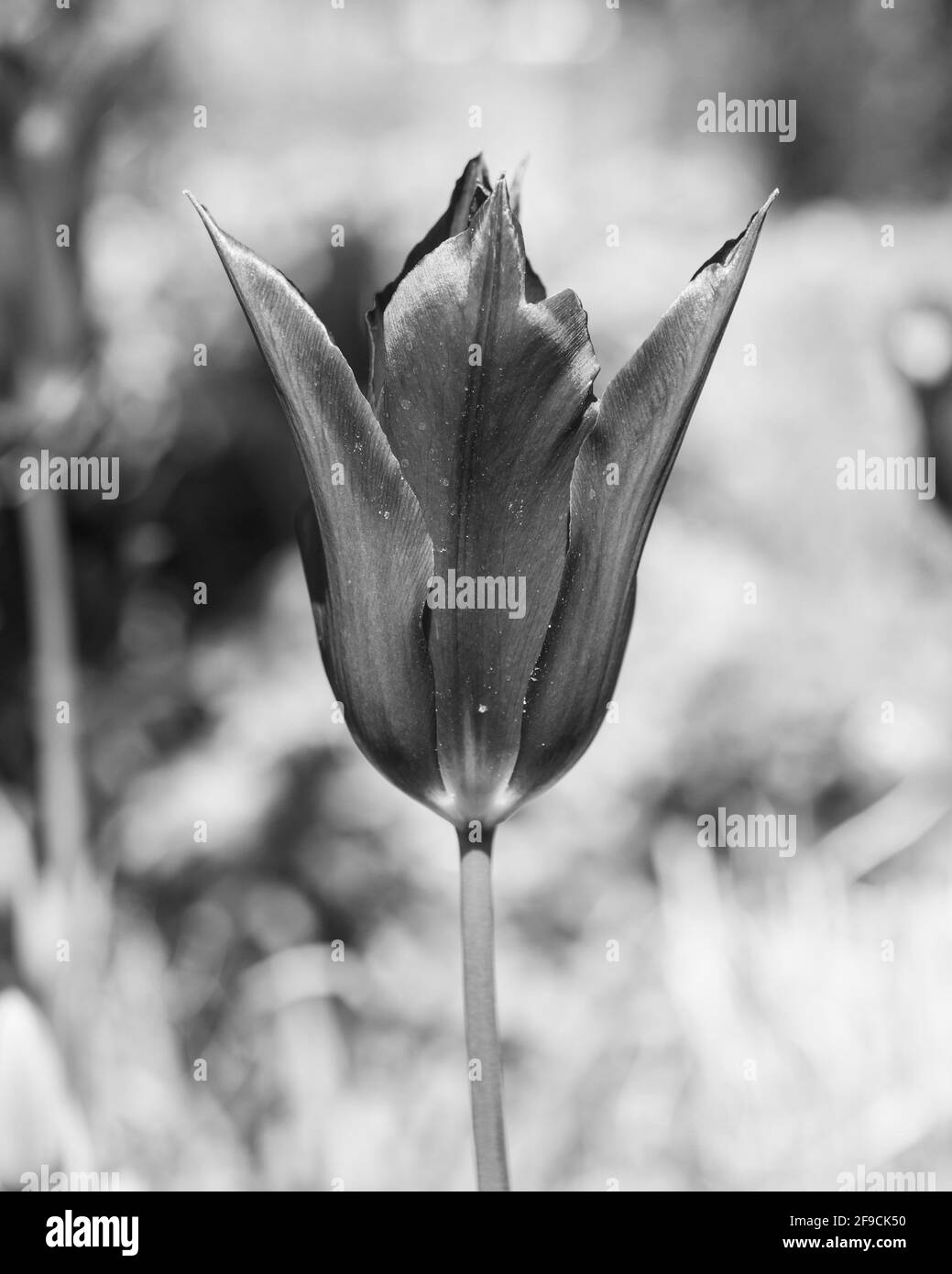 Rural season bloom Black and White Stock Photos & Images - Alamy