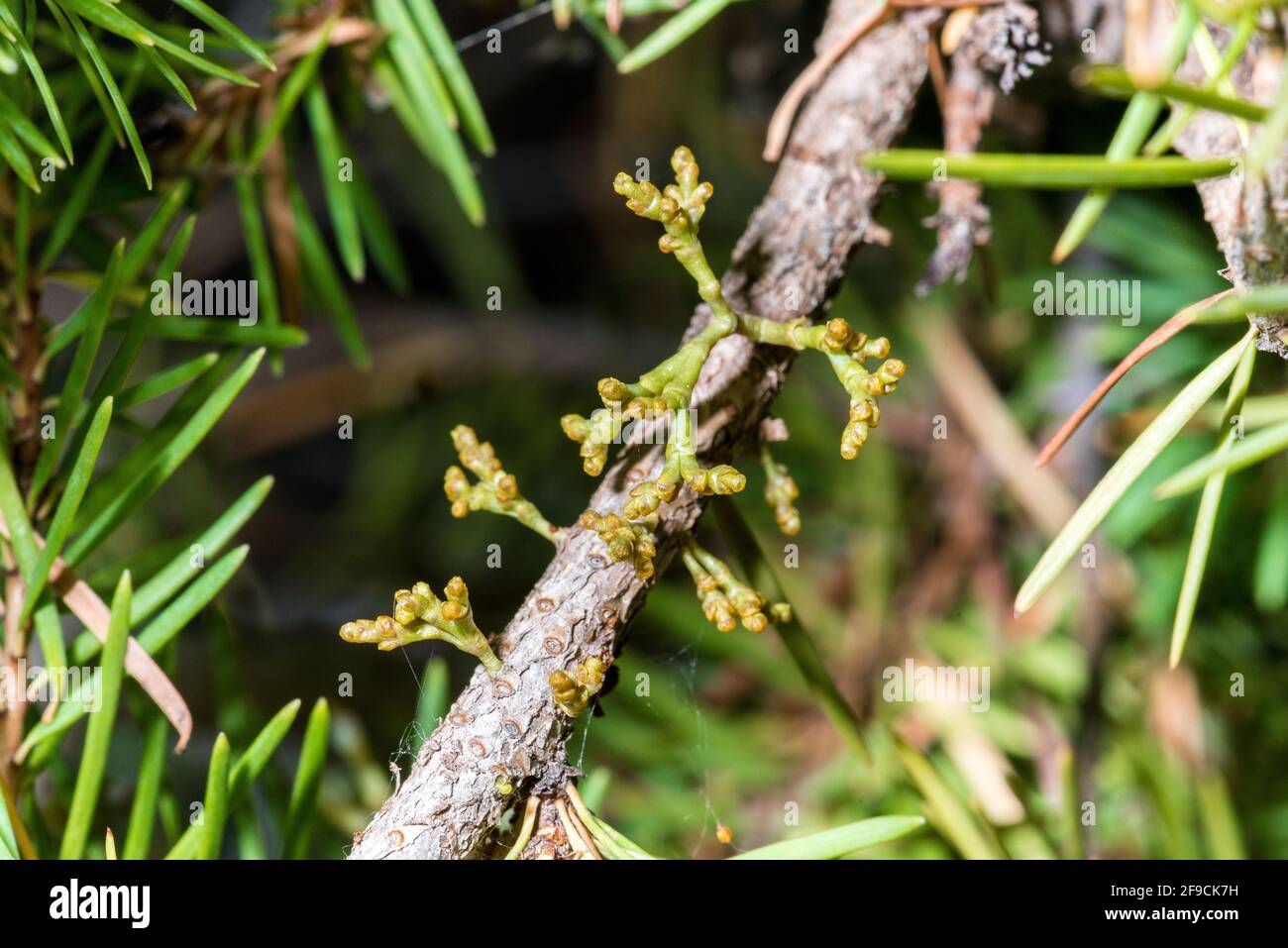 Close-up of Dwarf Mistletoe (Arceuthobium spec.) Stock Photo