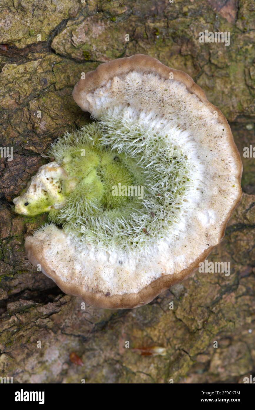 Tree Fungus Shaped Like an Ear Stock Photo
