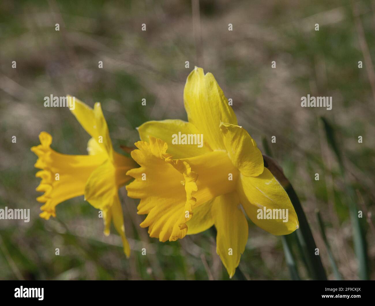Narcissus Carlton. Daffodil, in woodland Sweden Stock Photo
