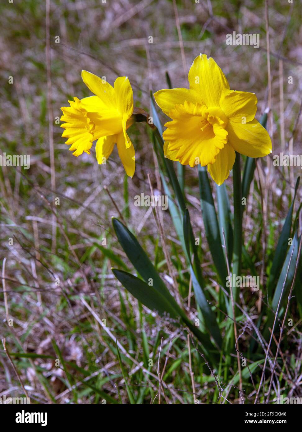 Narcissus Carlton. Daffodil, in woodland Sweden Stock Photo