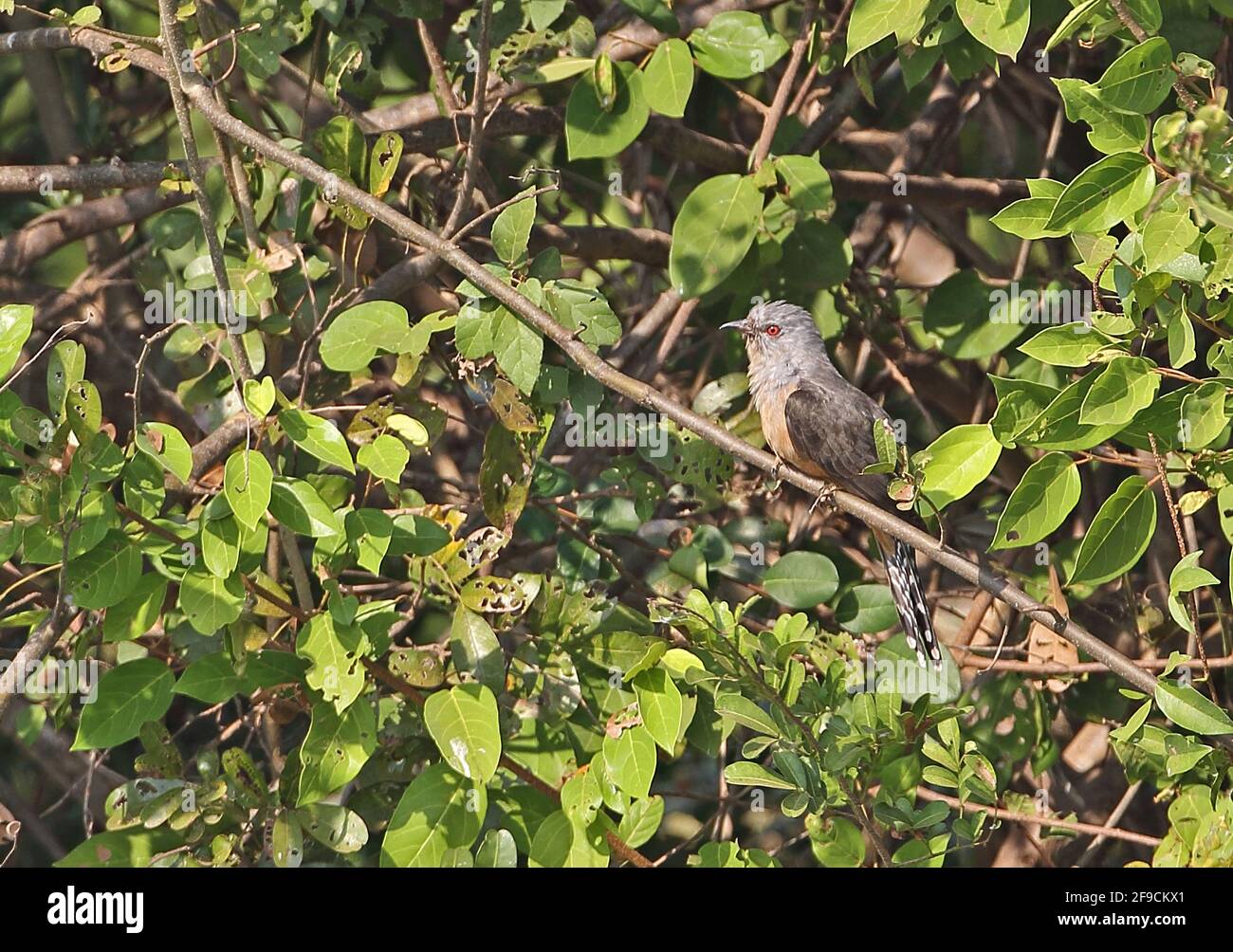 Plaintive Cuckoo (Cacomantis merulinus querulus) adult male perched on twig Ang Trapaeng Thmor, Cambodia          January Stock Photo