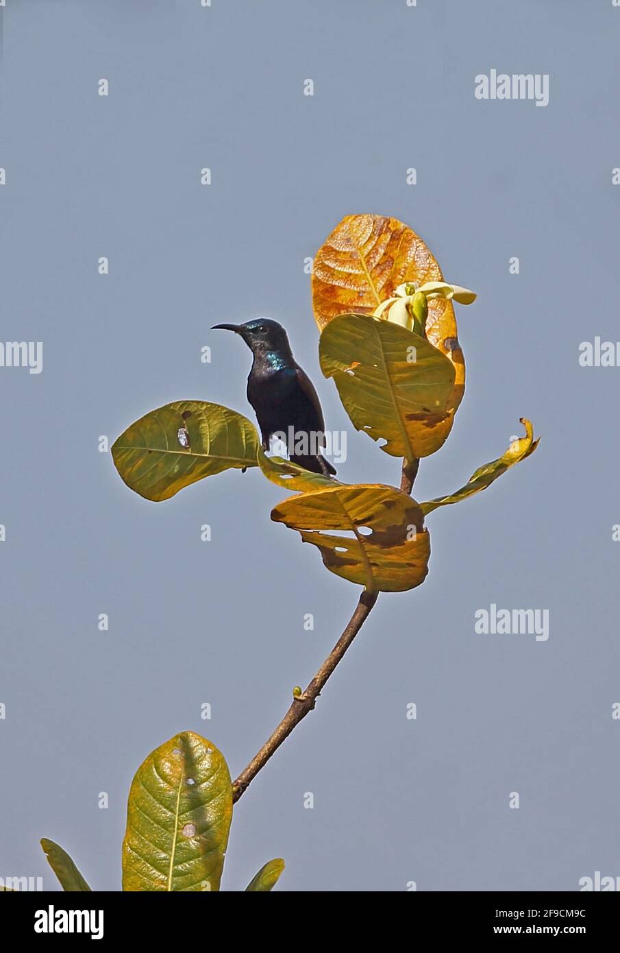 Purple Sunbird (Cinnyris asiaticus intermedius) adult male perched on leaf Ang Trapaeng Thmor, Cambodia          January Stock Photo