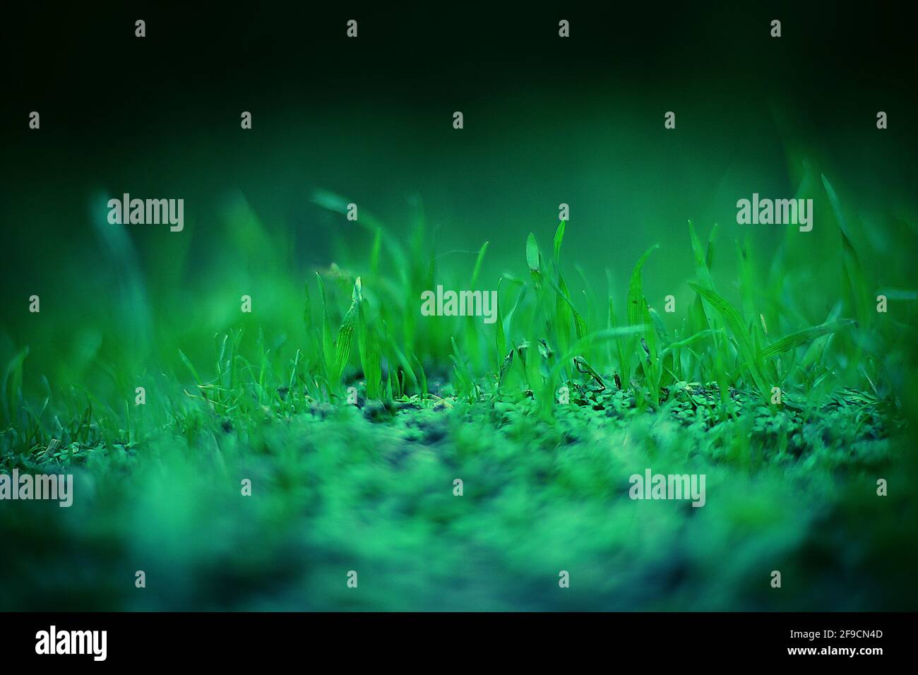 Grass growing extreme close up hi-res stock photography and images - Alamy