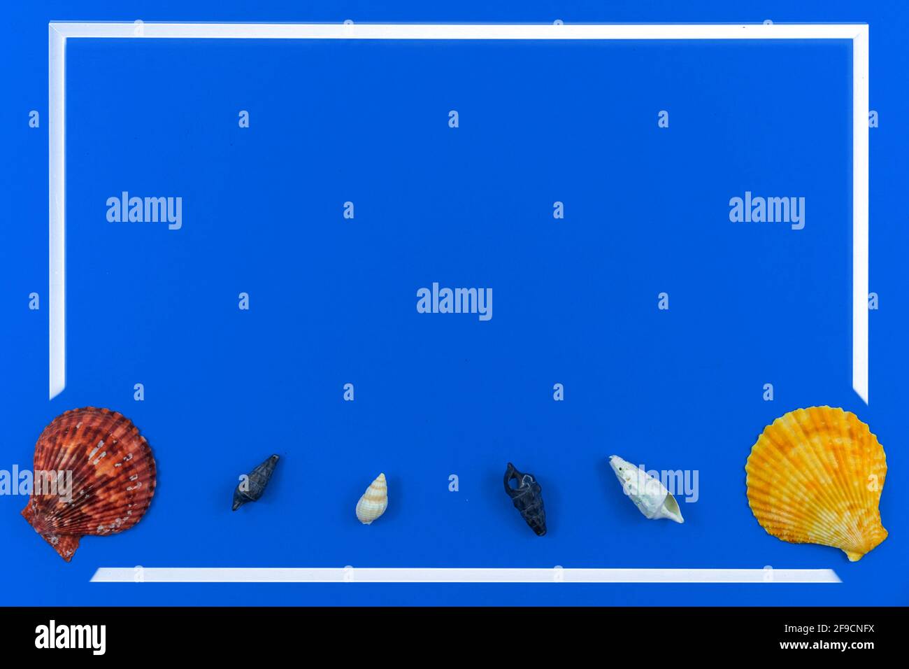 Frame of the seashells on a blue background, flat lay composition with copy space, top view photo Stock Photo