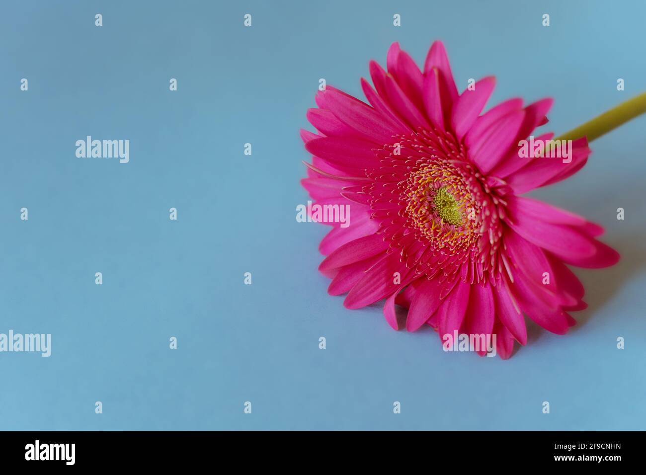 Pink Gerbera Daisy on Blue Background Stock Photo