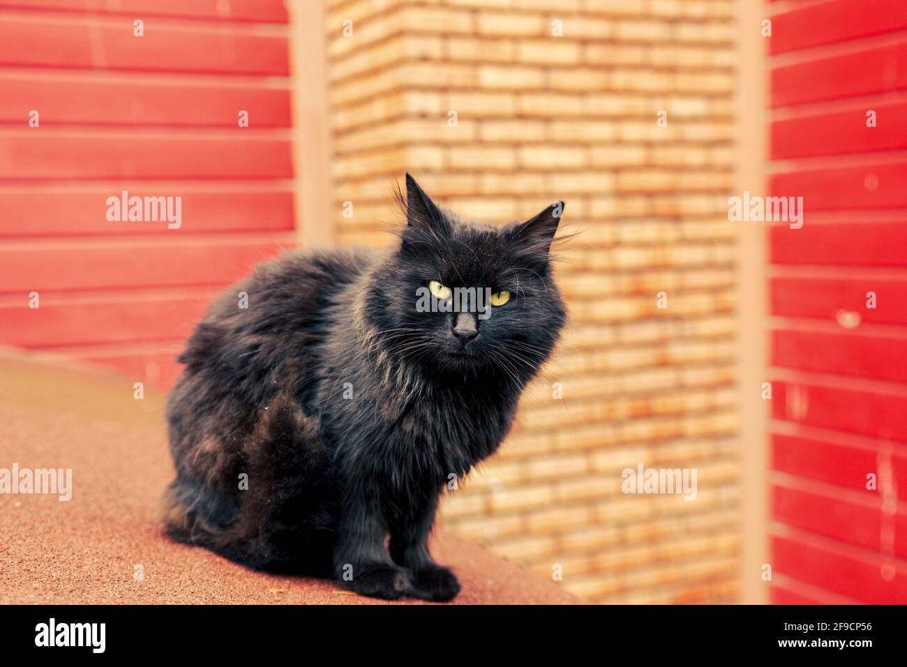 Dirty black long fur stray cat looking at lens with red-orange brick outdoor background. Stock Photo
