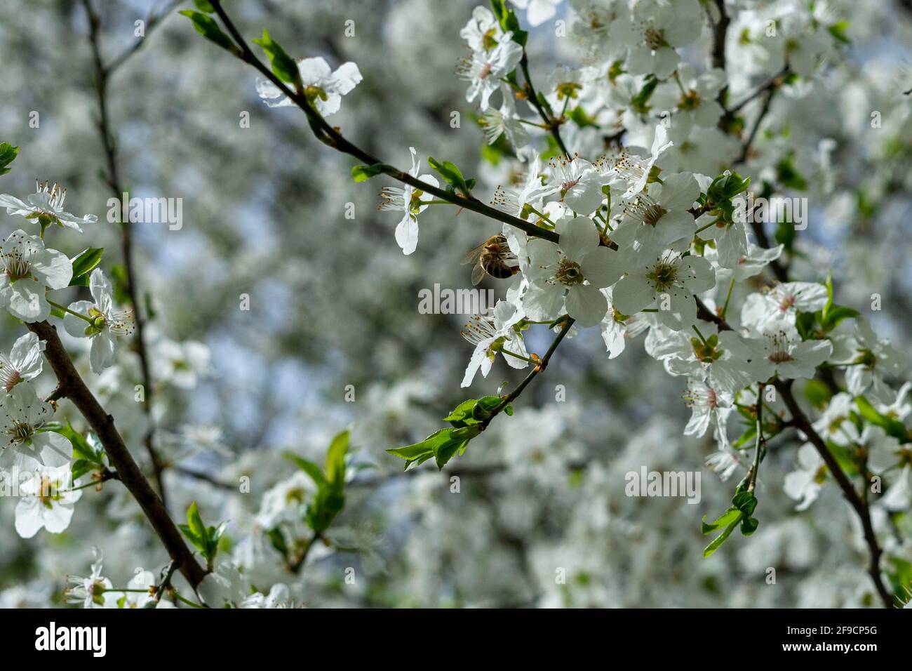 Carniolan honey bee collecting goodies Stock Photo
