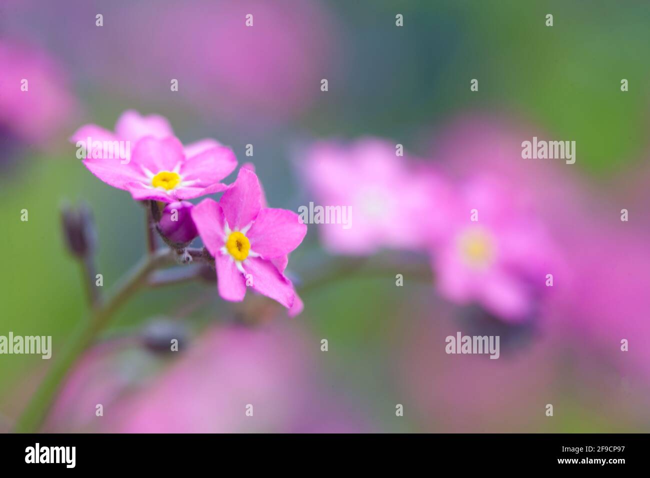 Little pink spring flowers, veronica speedwell. Springtime garden with beautiful pink flowers. Stock Photo