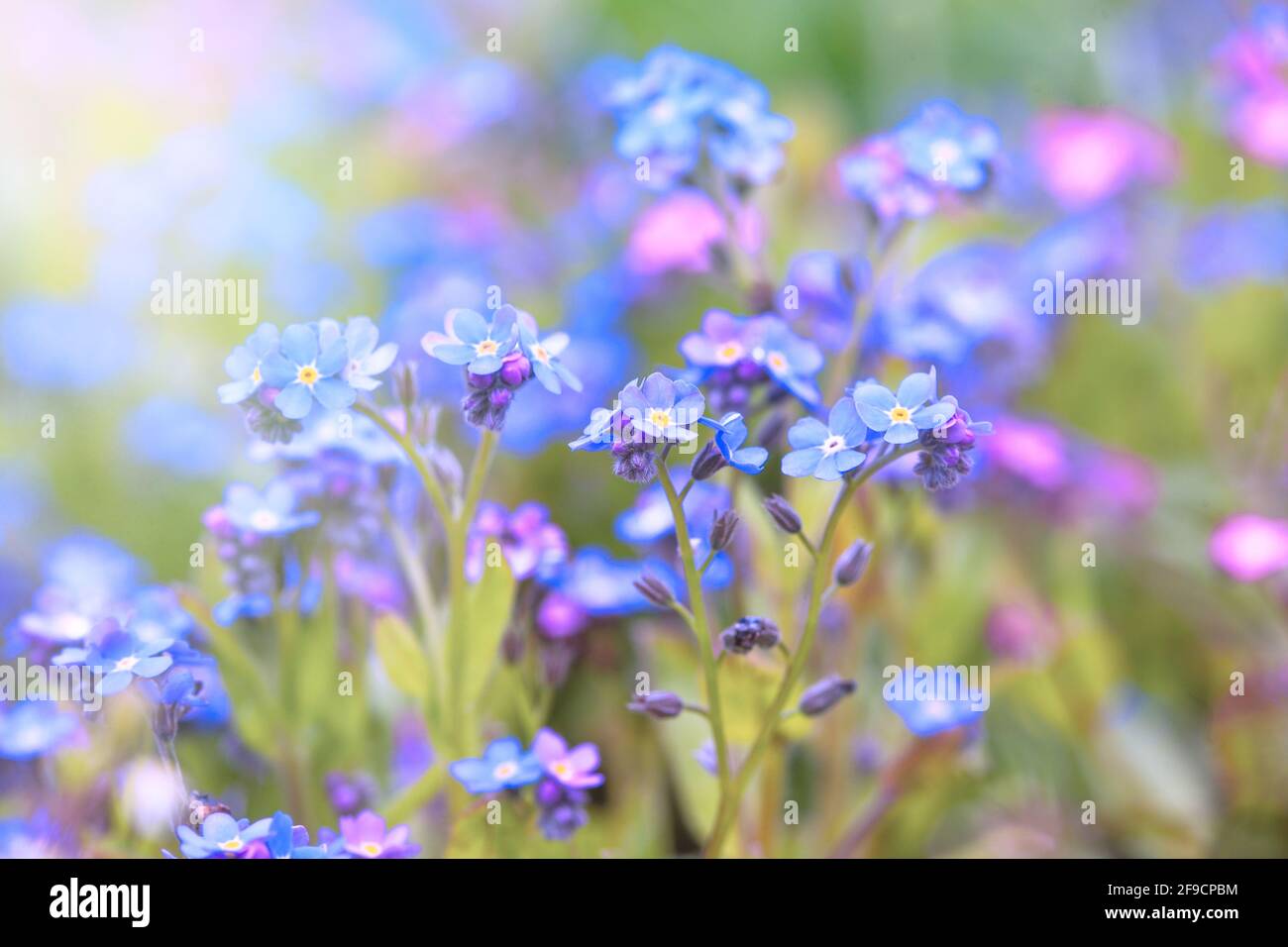 Little blue spring flowers, veronica speedwell. Springtime garden with beautiful blue flowers. Stock Photo