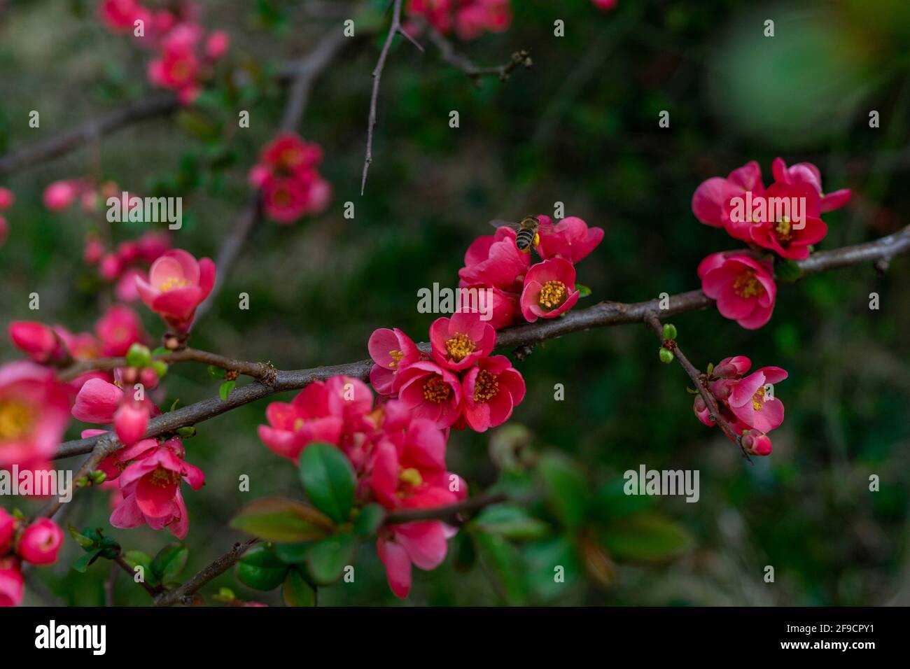 Springtime red blossoms on a bush in garden with bees Stock Photo