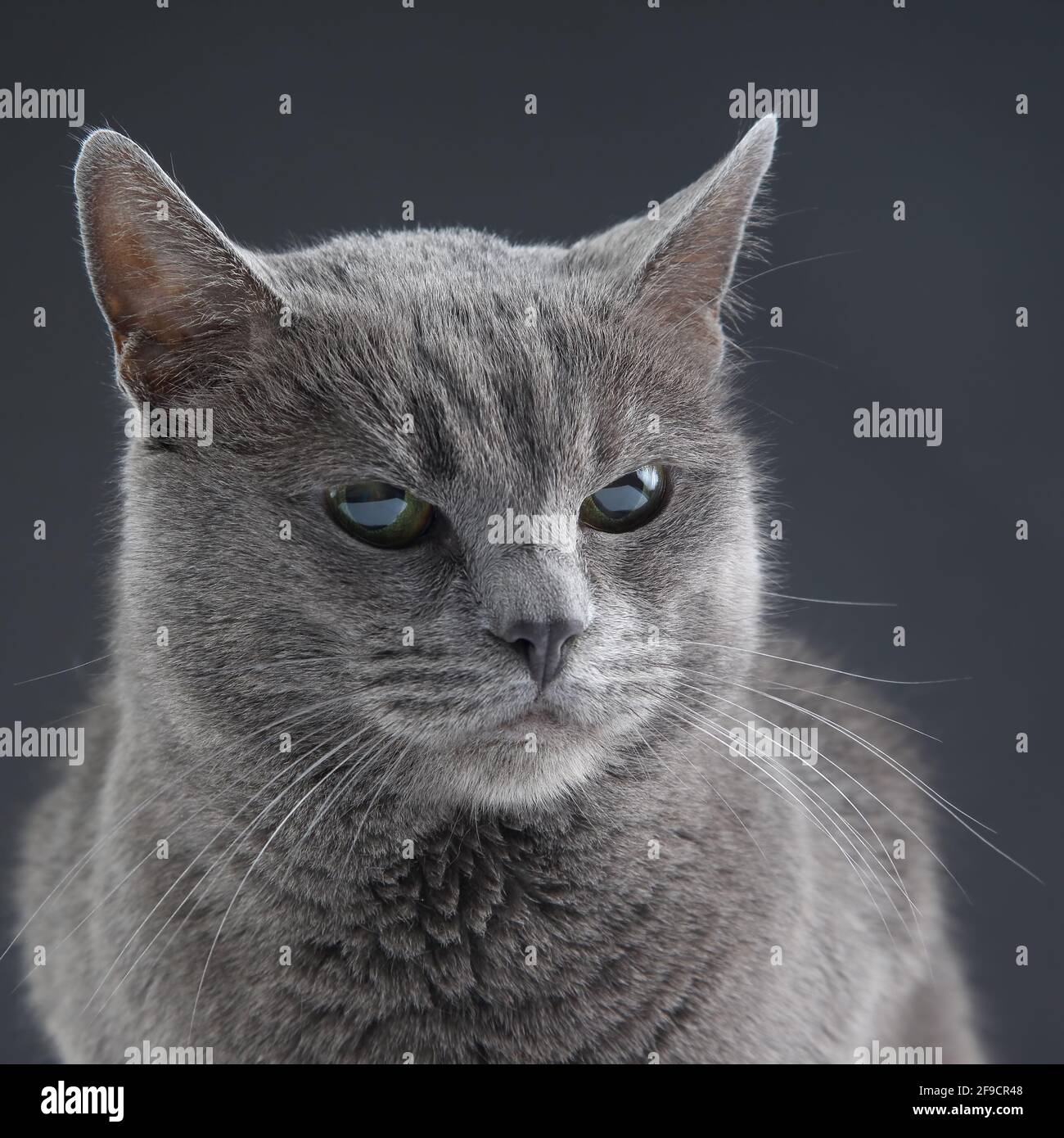 Studio portrait of a beautiful grey cat on dark background Stock Photo ...