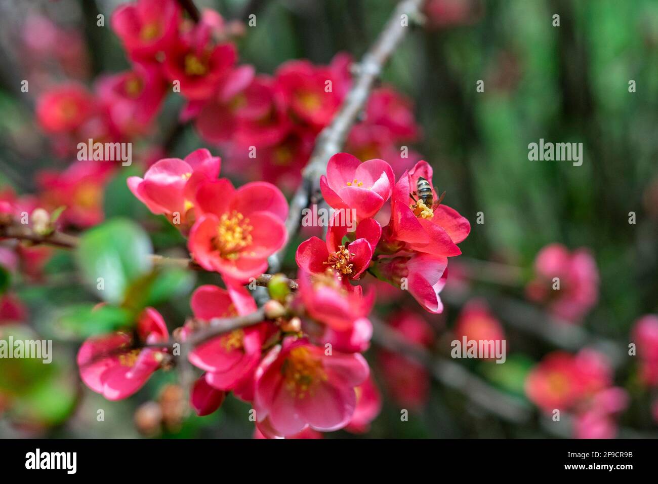 Springtime red blossoms on a bush in garden with bees Stock Photo