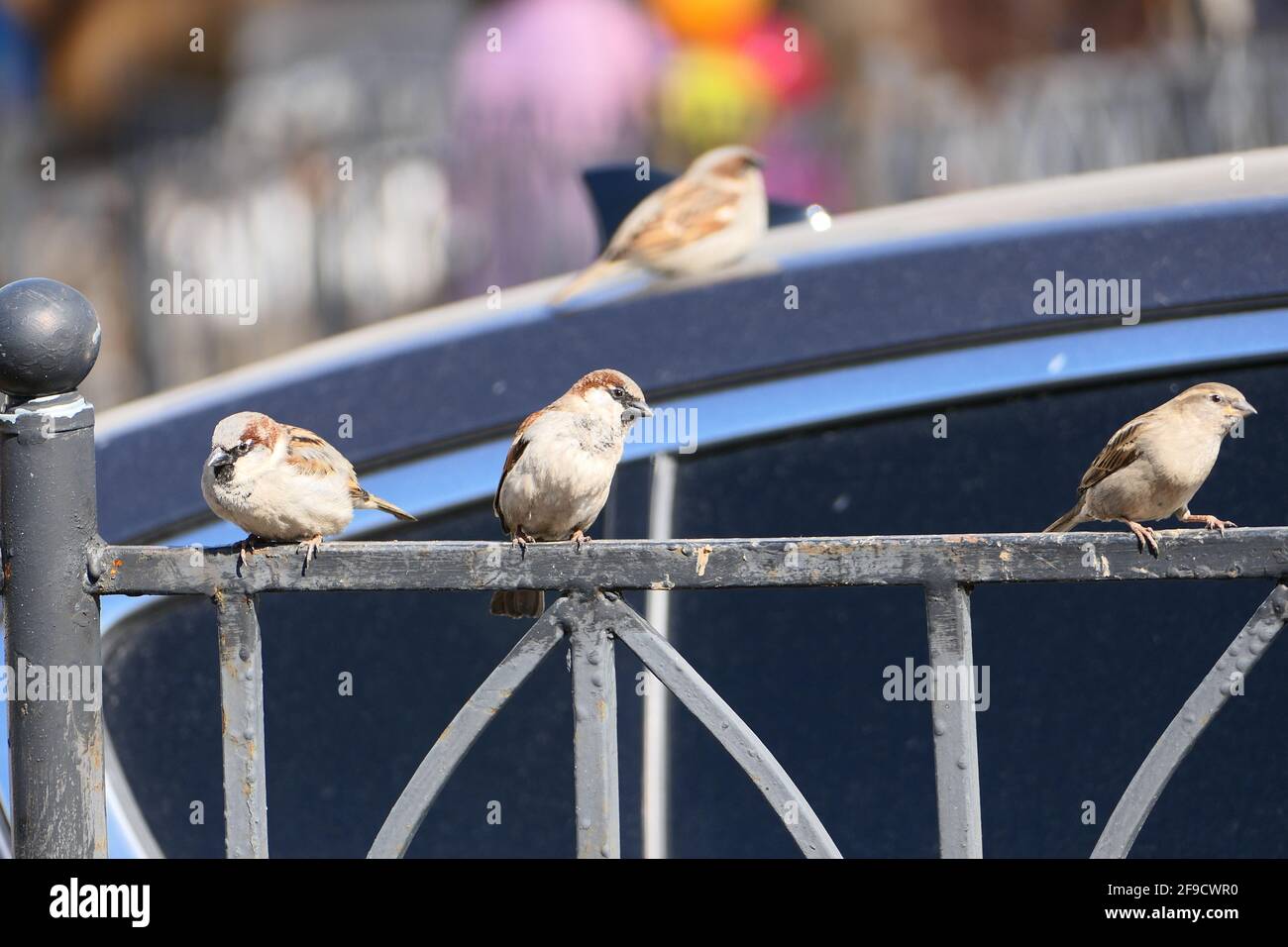 Birds, sparrows sit on the fence, spring sunny day Stock Photo