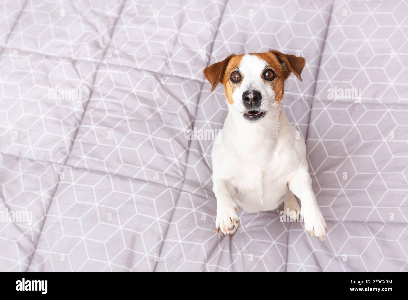 Portrait of a funny dog on gray background. Top view, copy space. Stock Photo