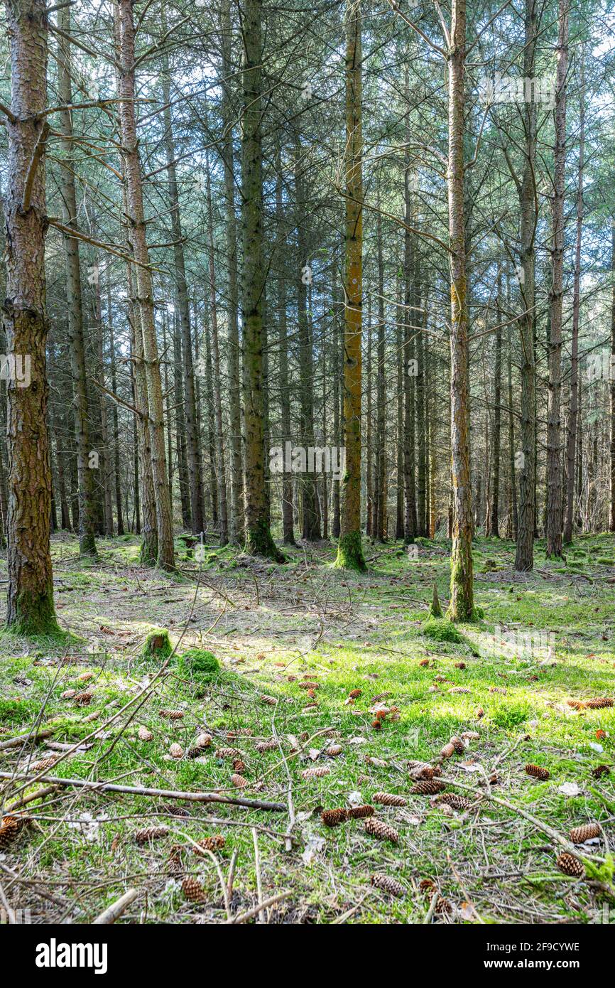 Sunlight on the forest floor of Divet Ha Wood pine forest in the Scottish Borders, UK Stock Photo