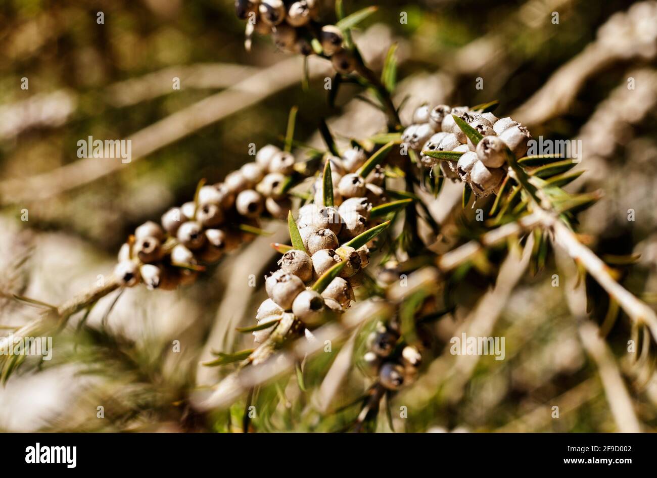 Woody fruits of dotted melaleuca shrub - melaleuca diosmifolia or green honey -myrtle -ina bright day Stock Photo