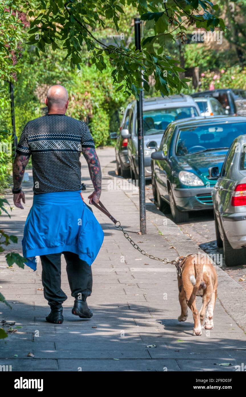 Bald man with tattooed arms walking dog on strong chain lead. Stock Photo
