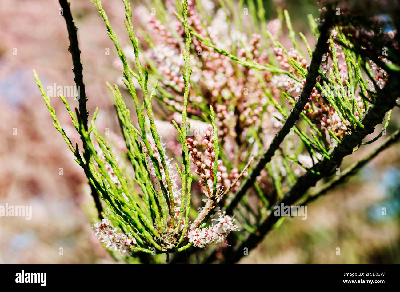 Branch with pink flowers of tamarix salt cedar tree , beautiful ornamental plant Stock Photo