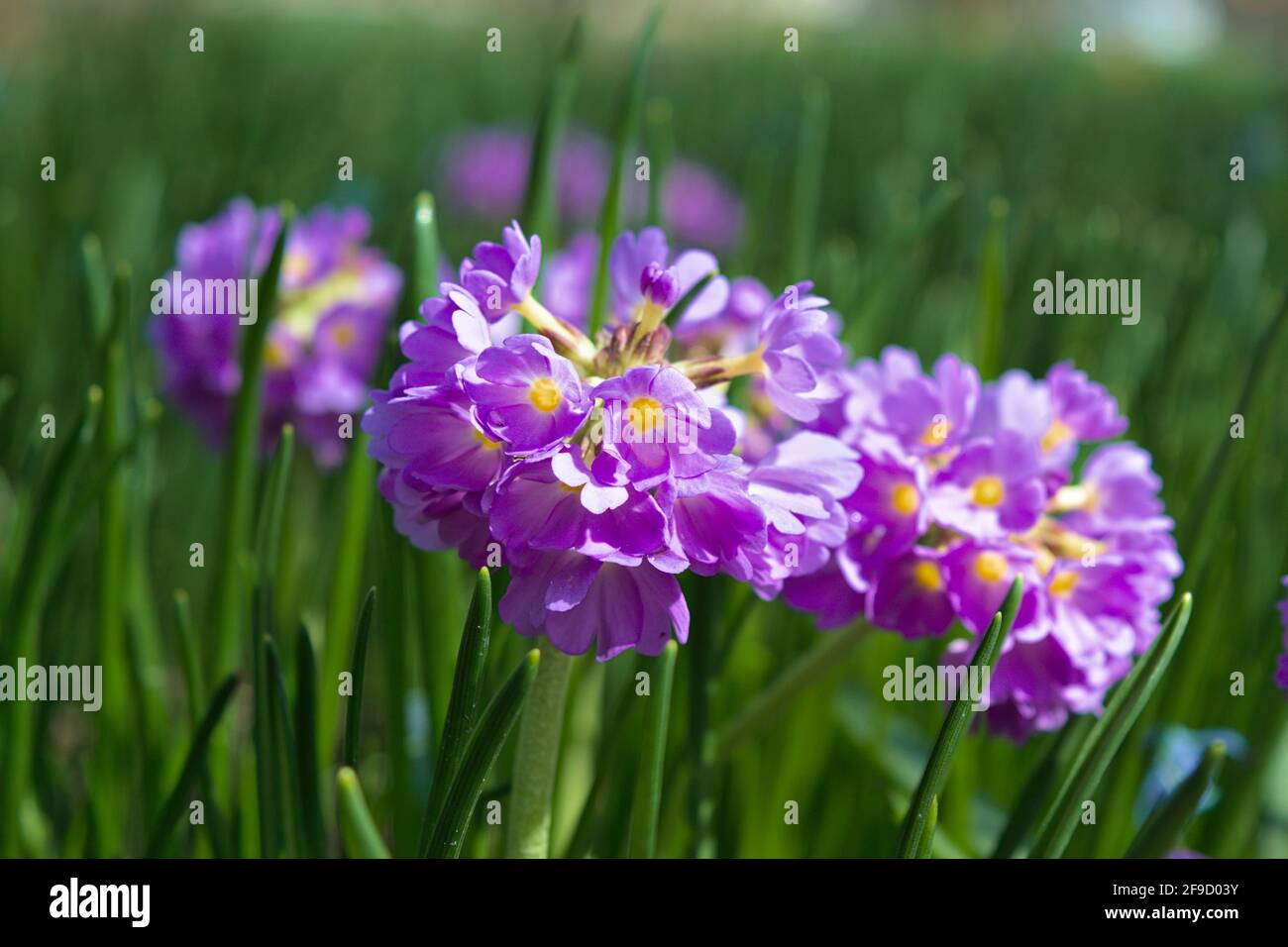 Lovely soft purple flowers of a drumstick primula (Primula denticulata) growing among spring