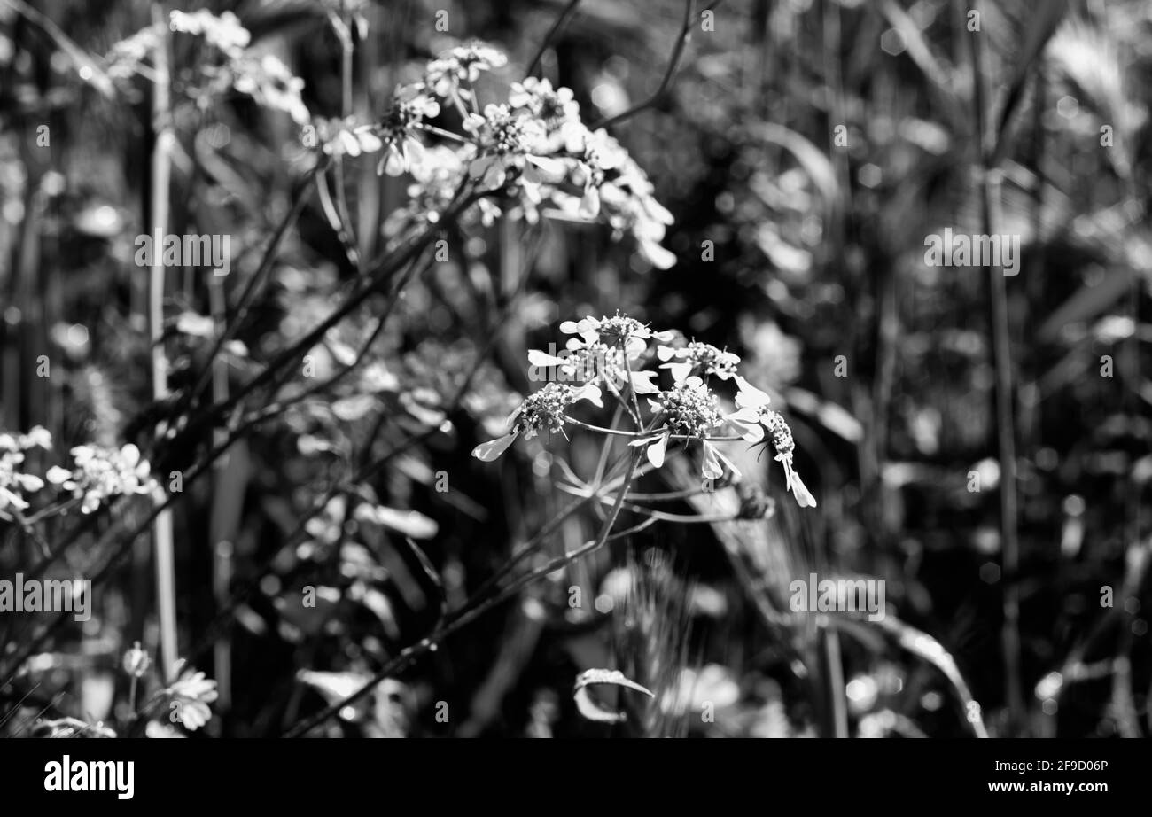 Flowers  of tordylium apulum -Roman pimpernel  or Mediterranean hartwort - Stock Photo
