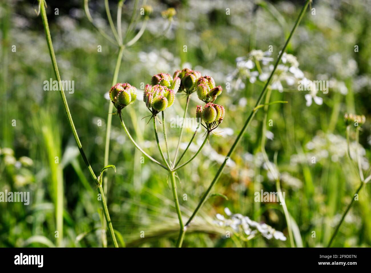 Seeds of tordylium apulum -Roman pimpernel  or Mediterranean hartwort -  , green oval shaped fruits ,in the foreground tordylium  white flowers Stock Photo