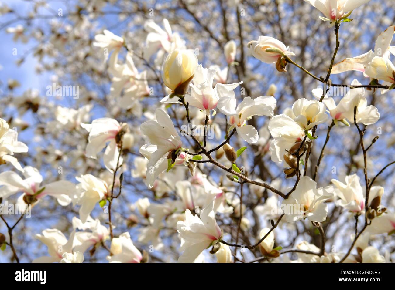 Beautiful white magnolia blossoms (Magnolia salicifolia?) in the spring sunshine in Ottawa, Ontario, Canada. Stock Photo