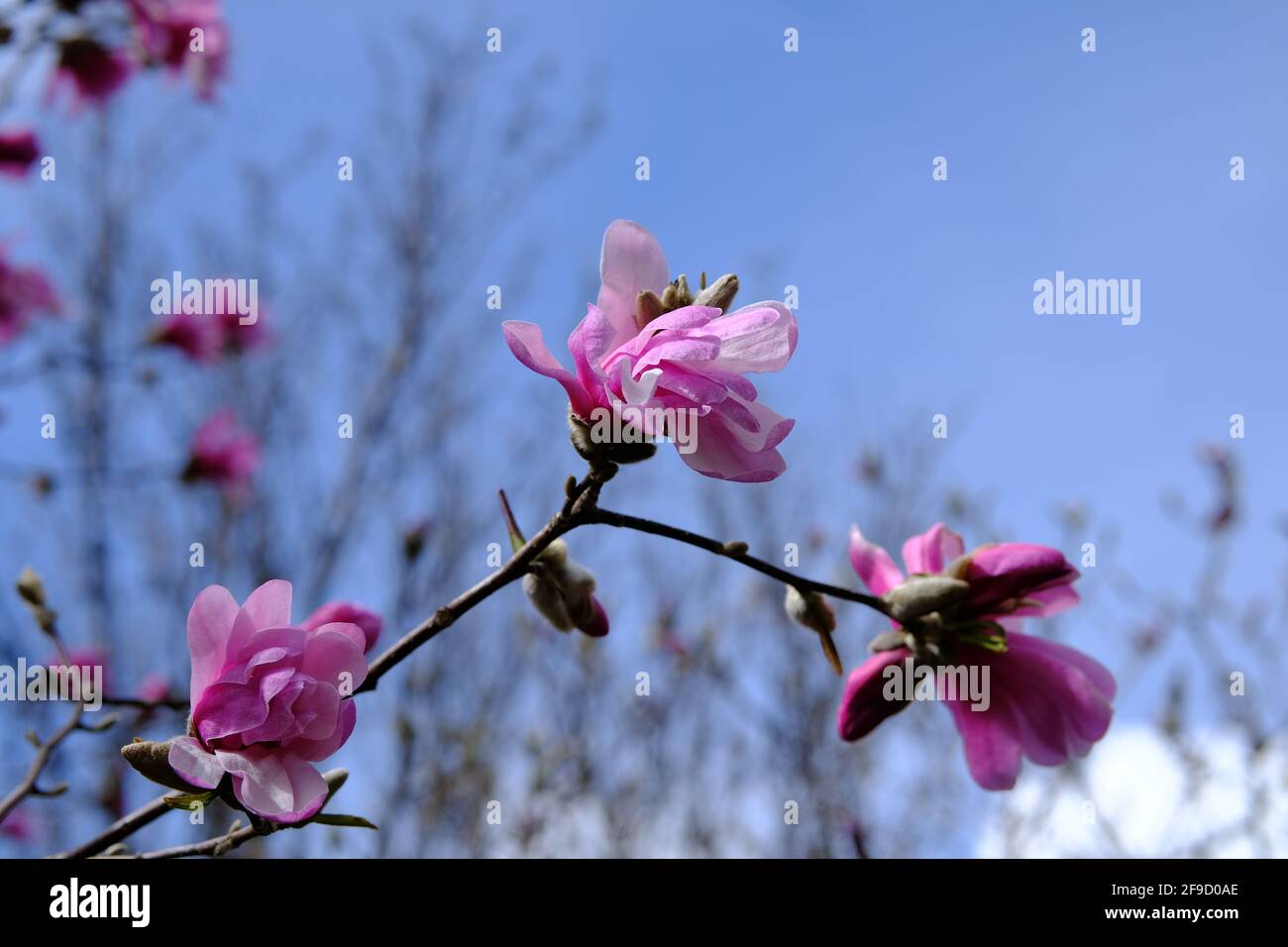 Beautiful pink magnolia flowers (Magnolia sprengeri?) blooming in the spring sunshine in Ottawa, Ontario, Canada. Stock Photo