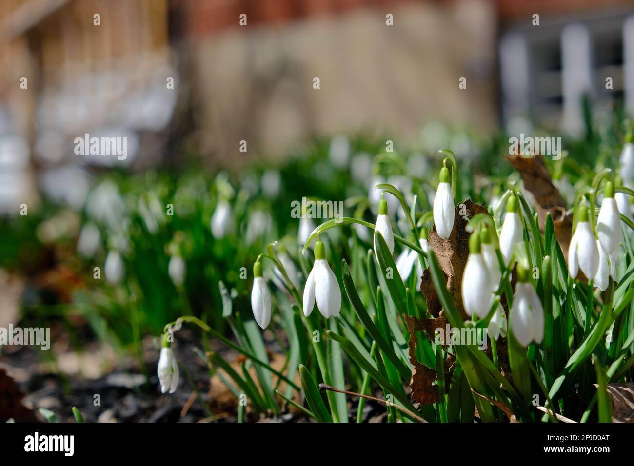 Lovely white drooping flowers of a cluster of snowdrops (Galanthus nivalis) in a Glebe garden in early spring. Ottawa, Ontario, Canada. Stock Photo