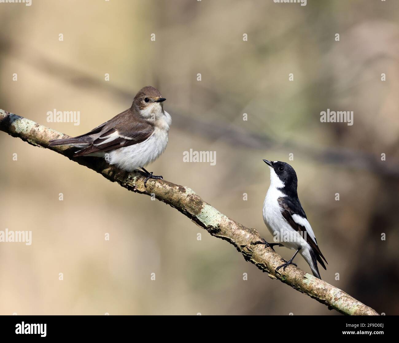 Pair of Pied Flycatchers , Ficedula hypoleuca, in Welsh woodland Stock Photo