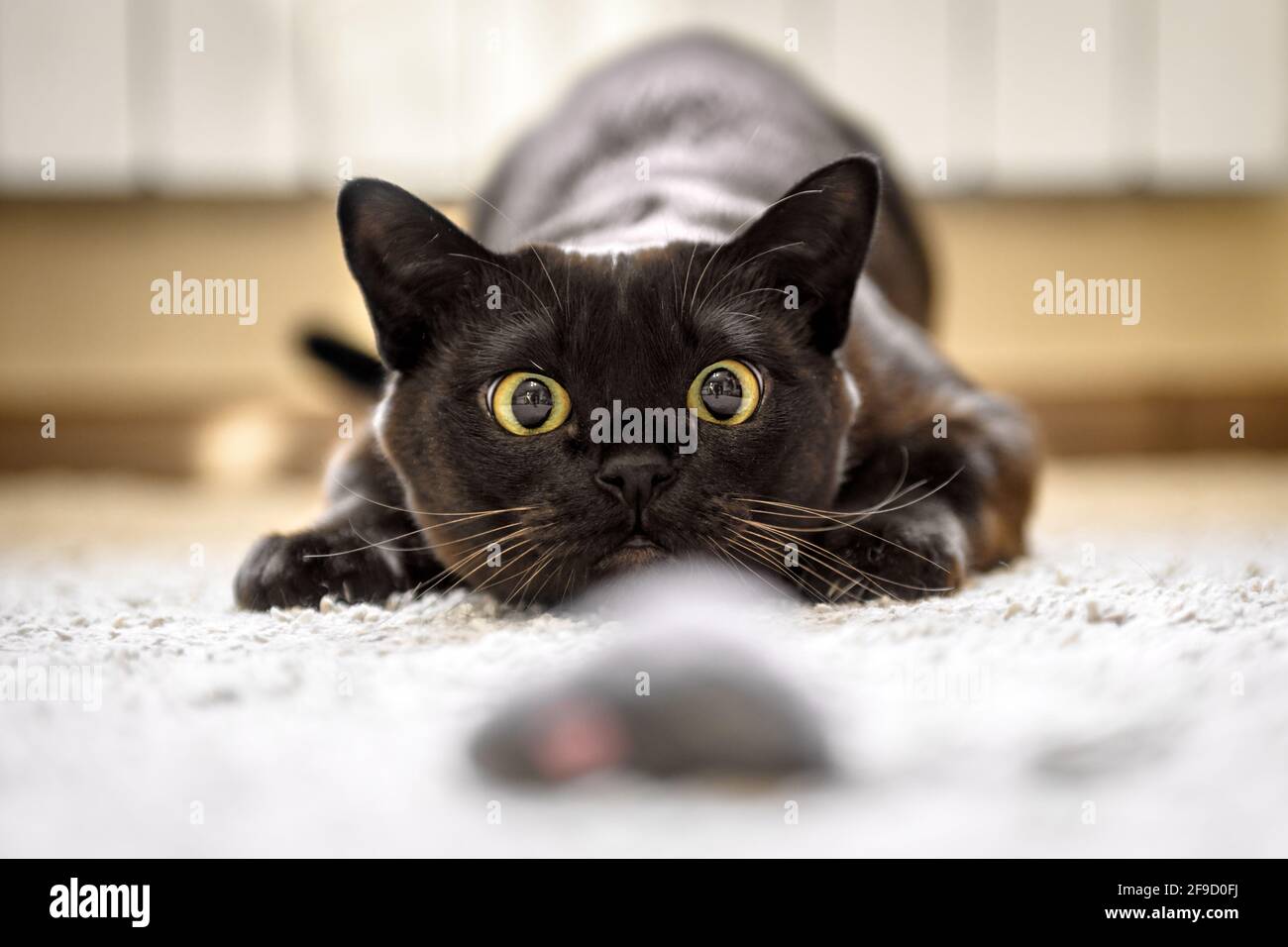 Cat hunting to mouse at home, Burmese cat face before attack close-up. Portrait of funny domestic kitten plays indoor. Look of happy Burma cat prepari Stock Photo