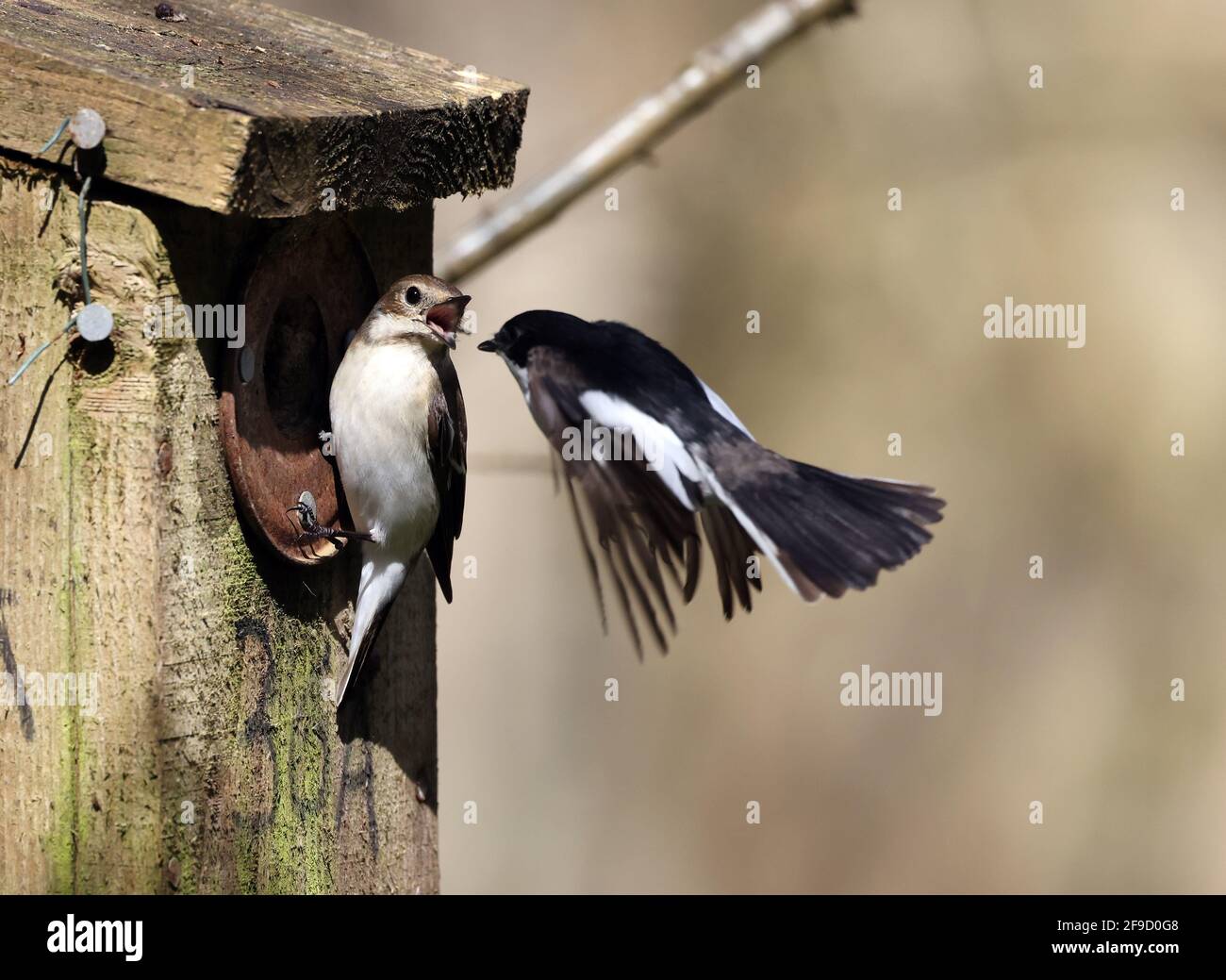 Pair of Pied Flycatchers , Ficedula hypoleuca, at a nesting box in Welsh woodland Stock Photo