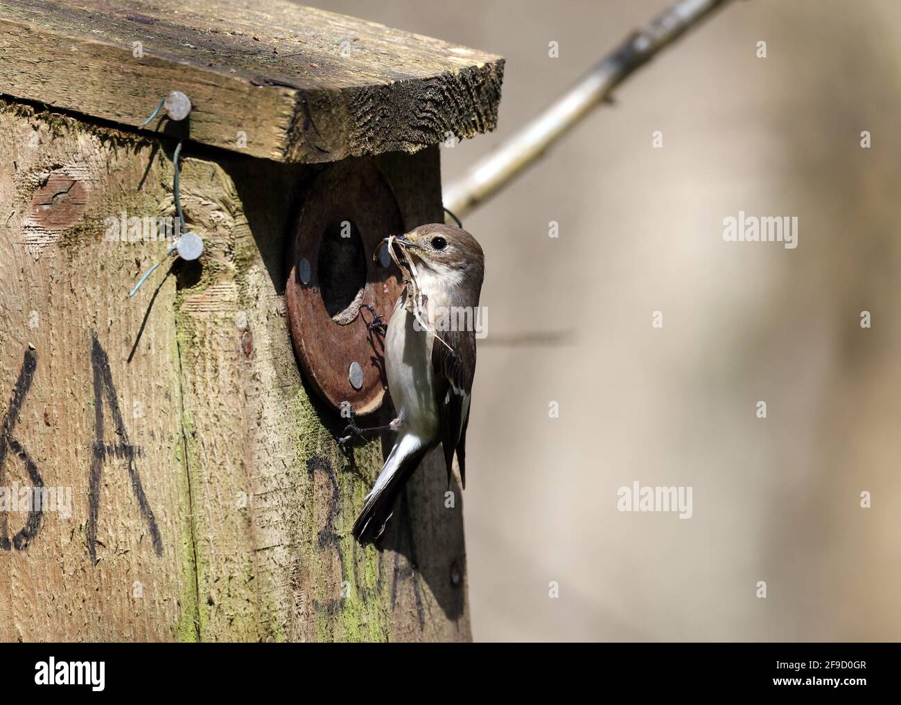 Pied Flycatcher, Ficedula hypoleuca, with nesting material  in Welsh woodland Stock Photo
