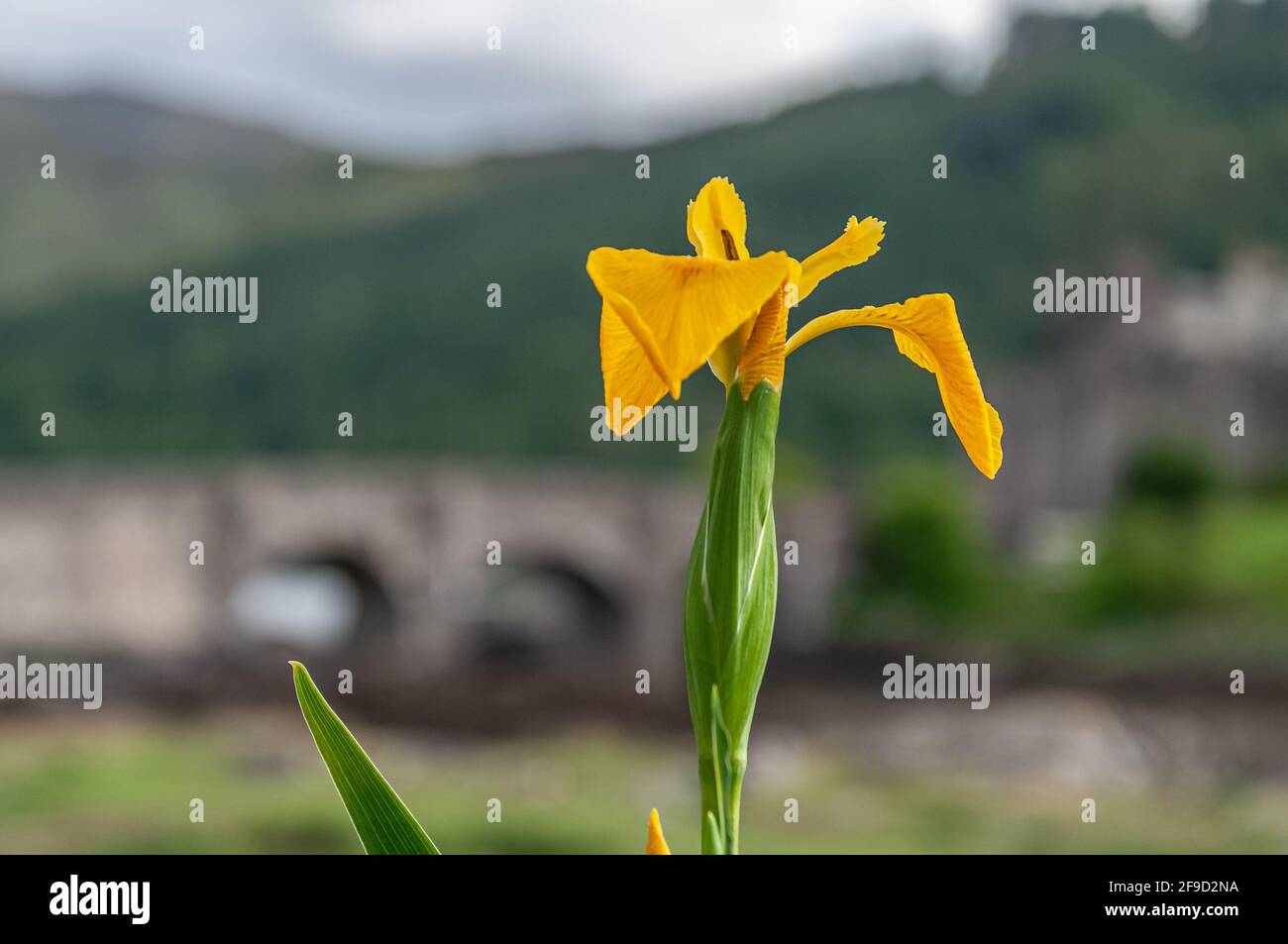 Iris pseudacorus or aquatic iris with blurred Eilean Donan bridge background. Concept: flowers and typical Scottish landscapes Stock Photo