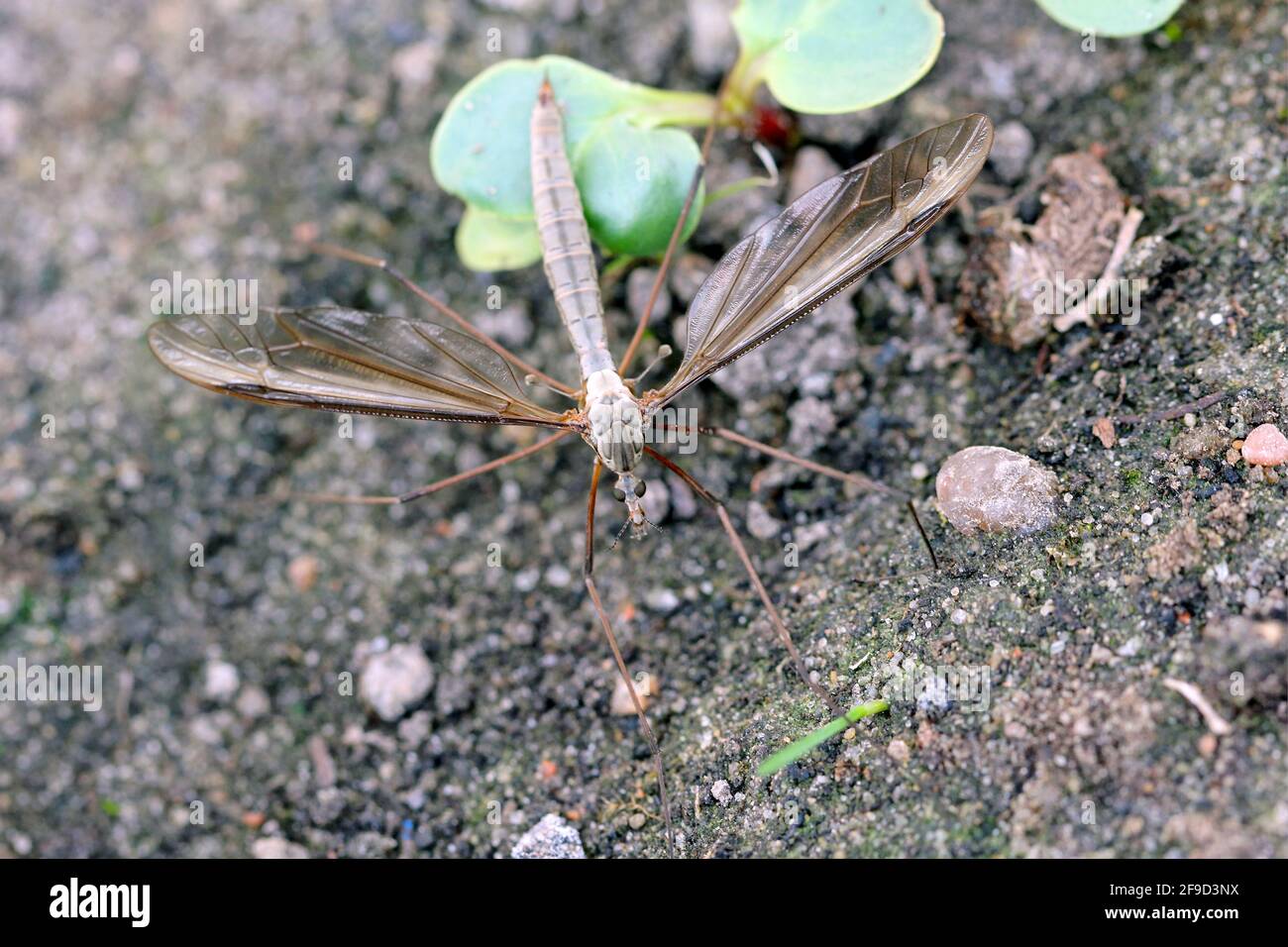 The marsh crane fly (Tipula oleracea) is  member of the insect family Tipulidae. Larvae of this insects are significant pest of many crops in soil. Stock Photo