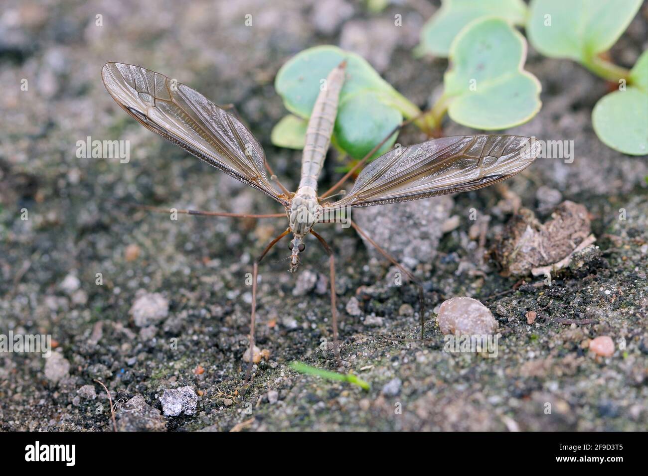 The marsh crane fly (Tipula oleracea) is  member of the insect family Tipulidae. Larvae of this insects are significant pest of many crops in soil. Stock Photo