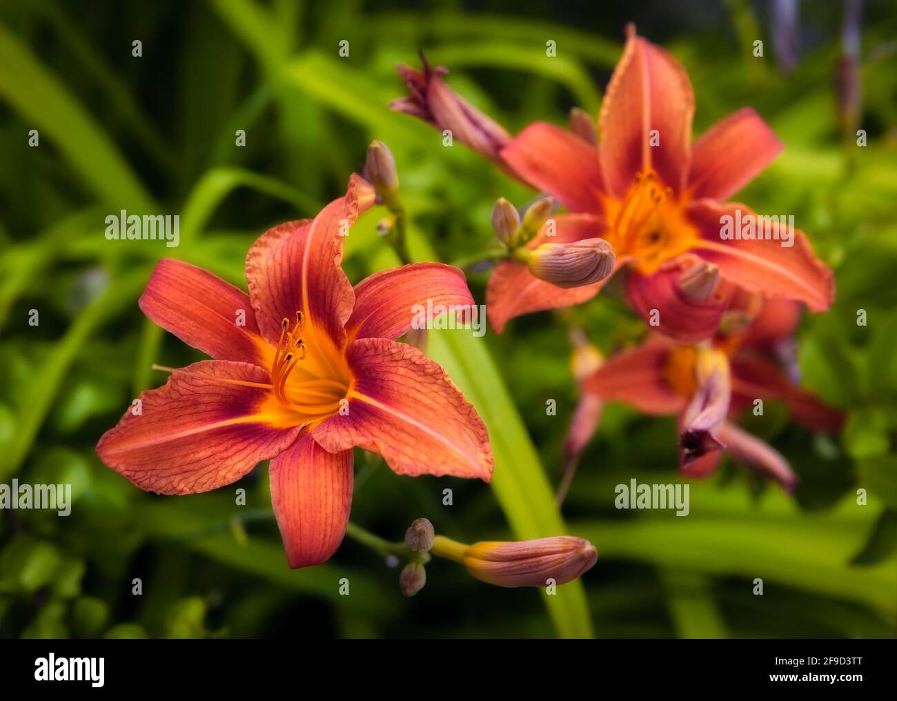 Beautiful orange lily flower in the flowerbed Stock Photo - Alamy