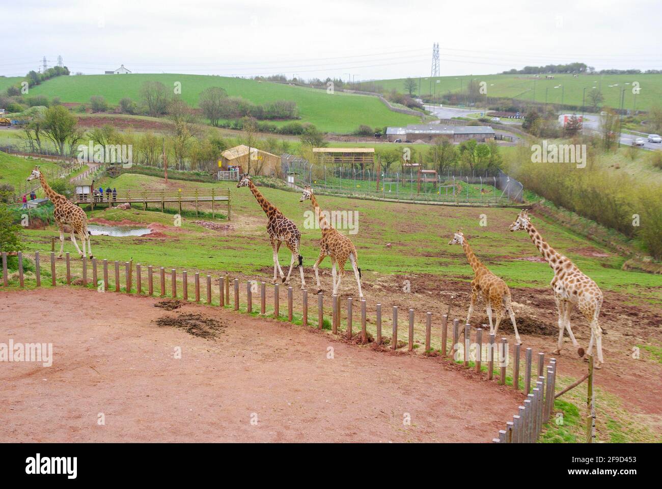 Giraffes at South Lakes Safari Zoo, formerly South Lakes Wild Animal