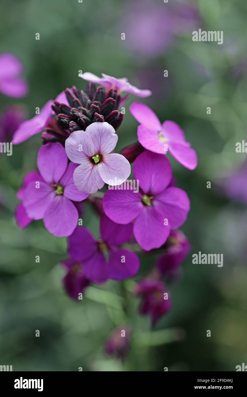 Purple everlasting perennial wallflower, Erysimum bicolor, variety Bowles mauve, flowers with the central spike in focus and the others blurred in the Stock Photo