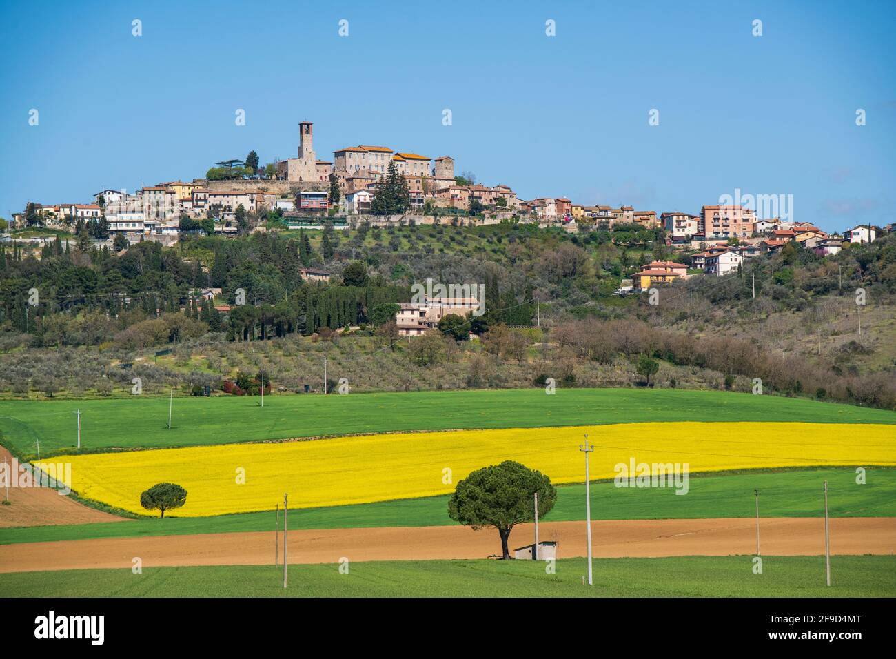 Rapeseed field in Agello, Perugia, Umbria, green heart of Italy. Agello is a small hilltop village near Perugia in the Umbrian countryside Stock Photo