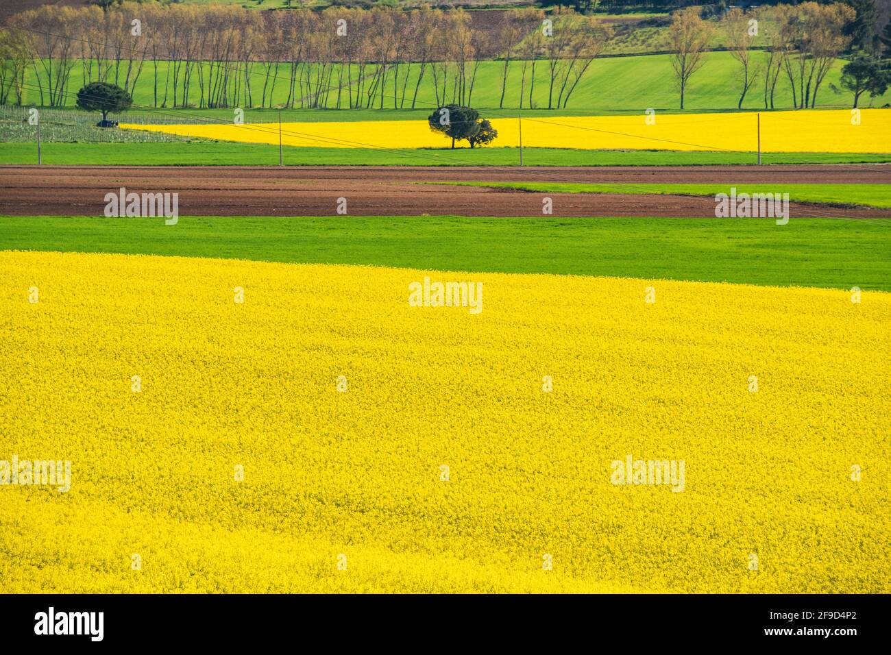 Rapeseed field in Agello, Perugia, Umbria, green heart of Italy. Agello is a small hilltop village near Perugia in the Umbrian countryside Stock Photo