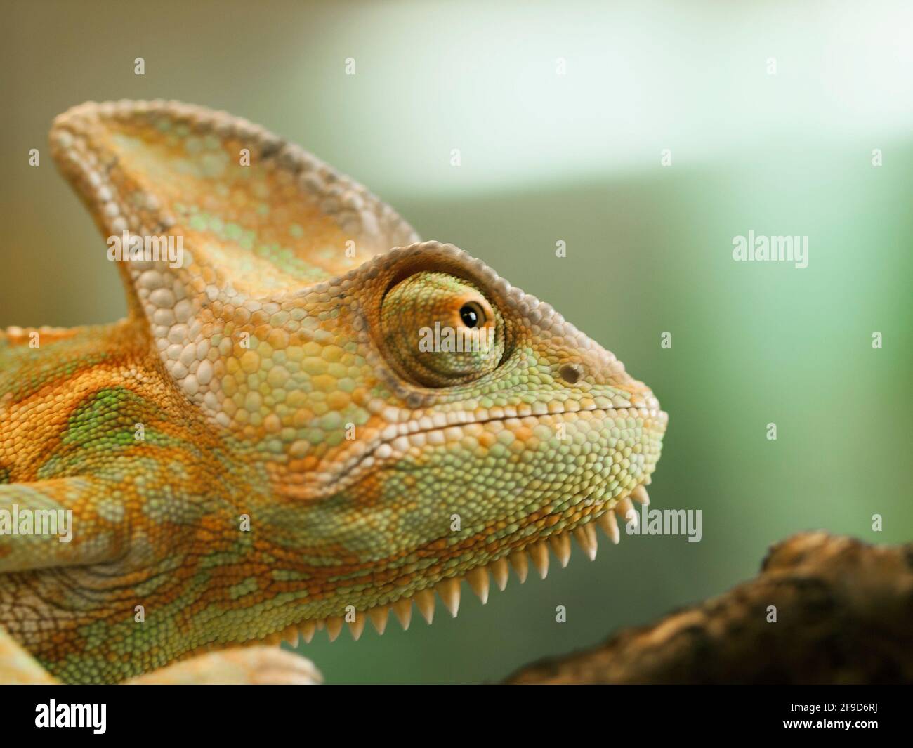 Head of young Yemen chameleon - Chameleo calyptratus Stock Photo
