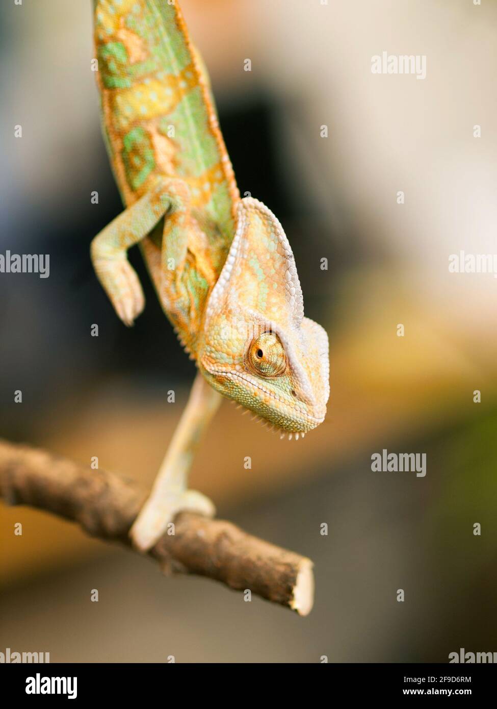 Young Yemen chameleon on the branch - Chameleo calyptratus Stock Photo