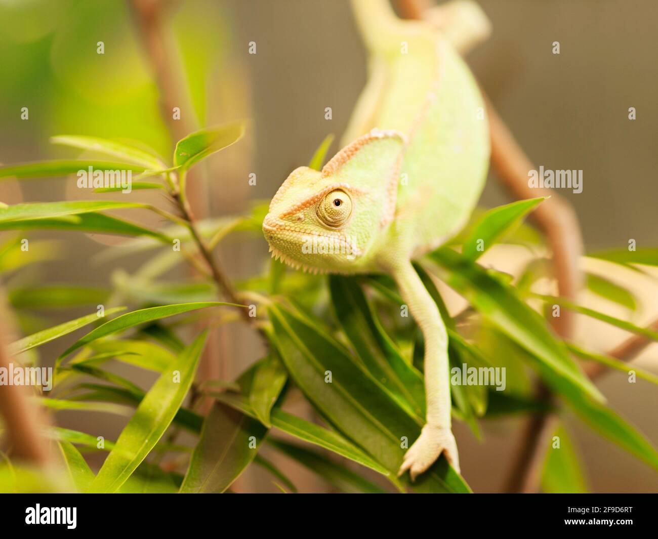Young Yemen chameleon on the branch with leaves - Chameleo calyptratus Stock Photo