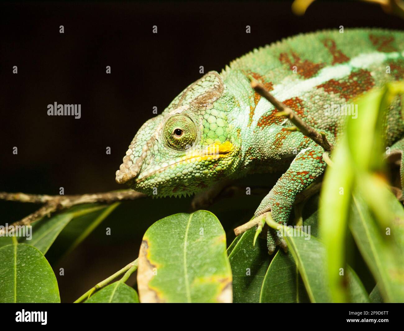 Portrait of adult  Cone-head chameleon on the branch with leaves - Chameleo calyptratus Stock Photo