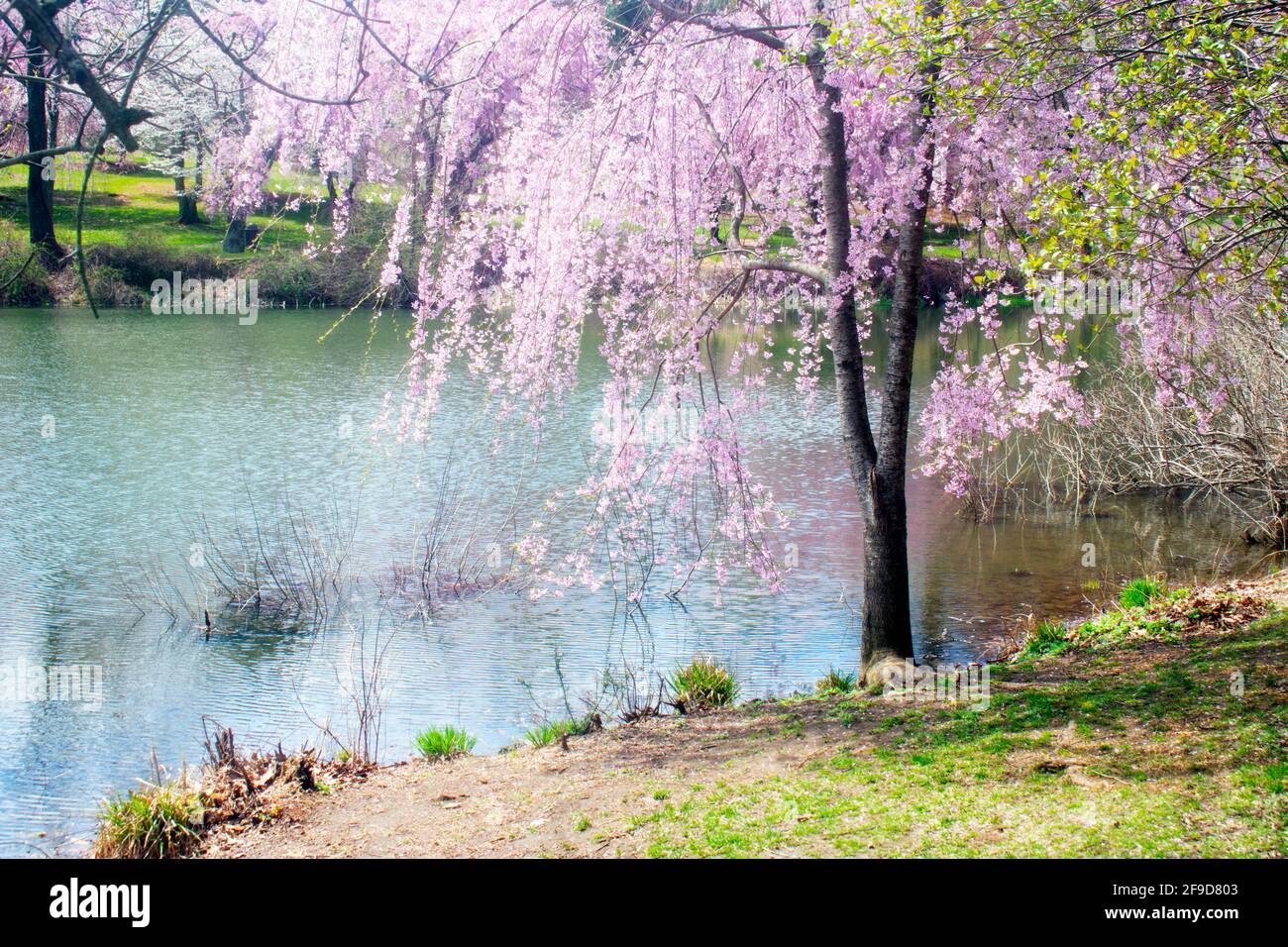 Water surrounding trees hires stock photography and images Alamy