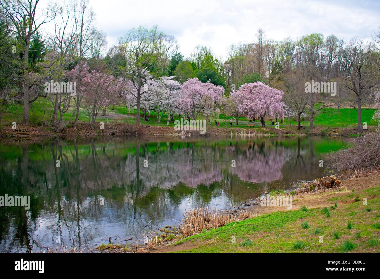 Cherry blossom trees surrounding the lake at Holmdel Park, New Jersey