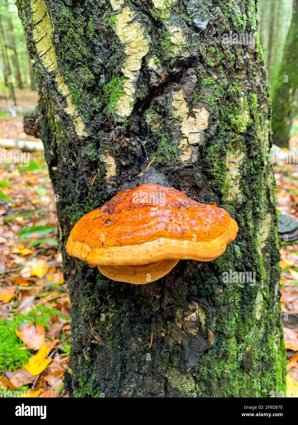 Large trunker fungusparasitic mushroom that grows on tree trunk. This