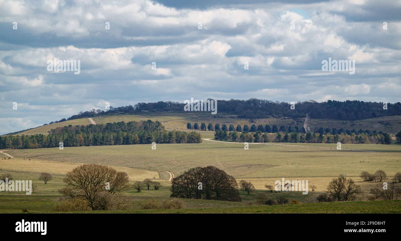 scenic view up to Sidbury hill, with open fields and meadows and several lines of woodland copse,  Tidworth, Wiltshire Stock Photo